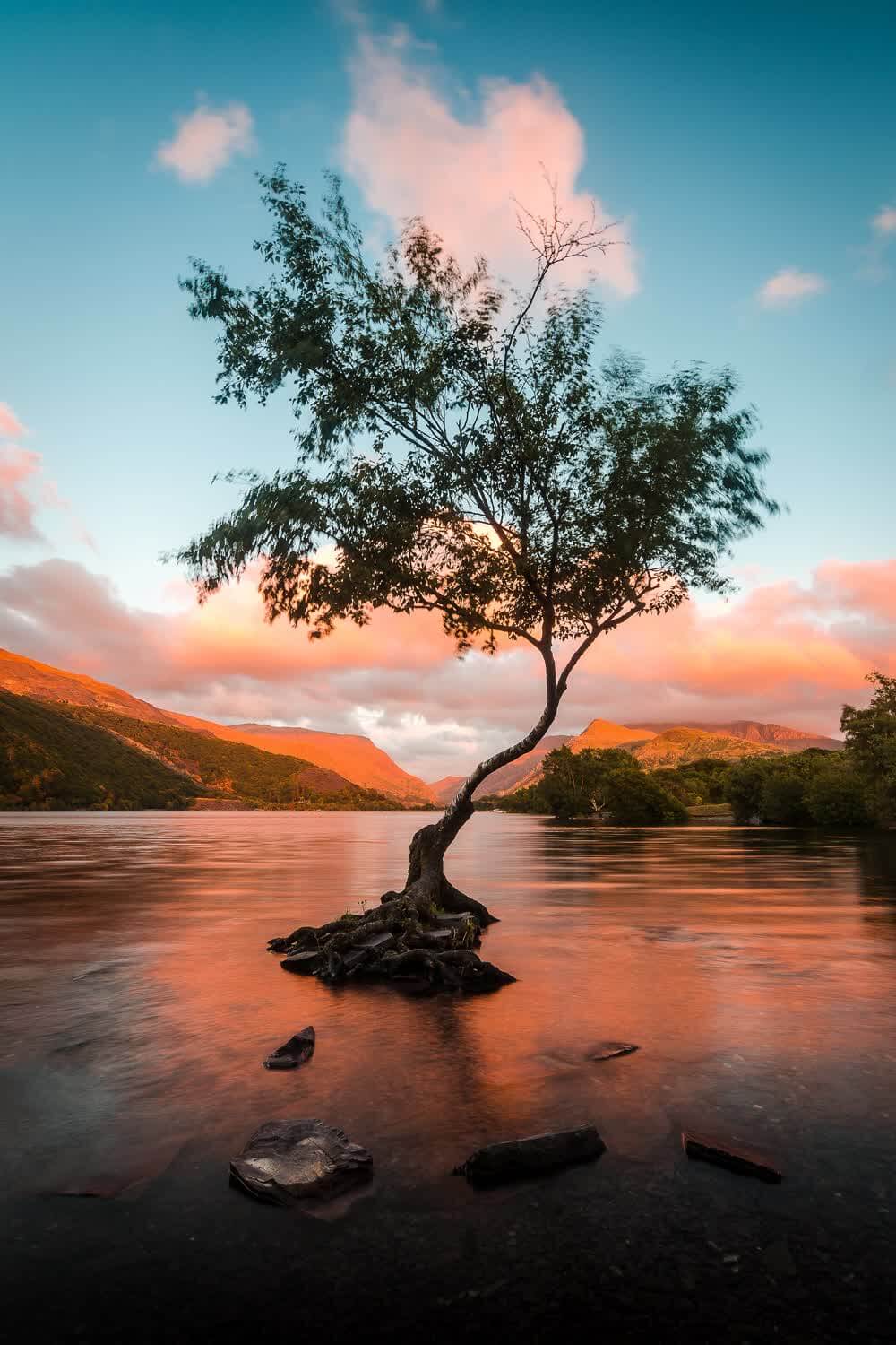 The Lone Tree on Llyn Padarn, Snowdonia, Wales