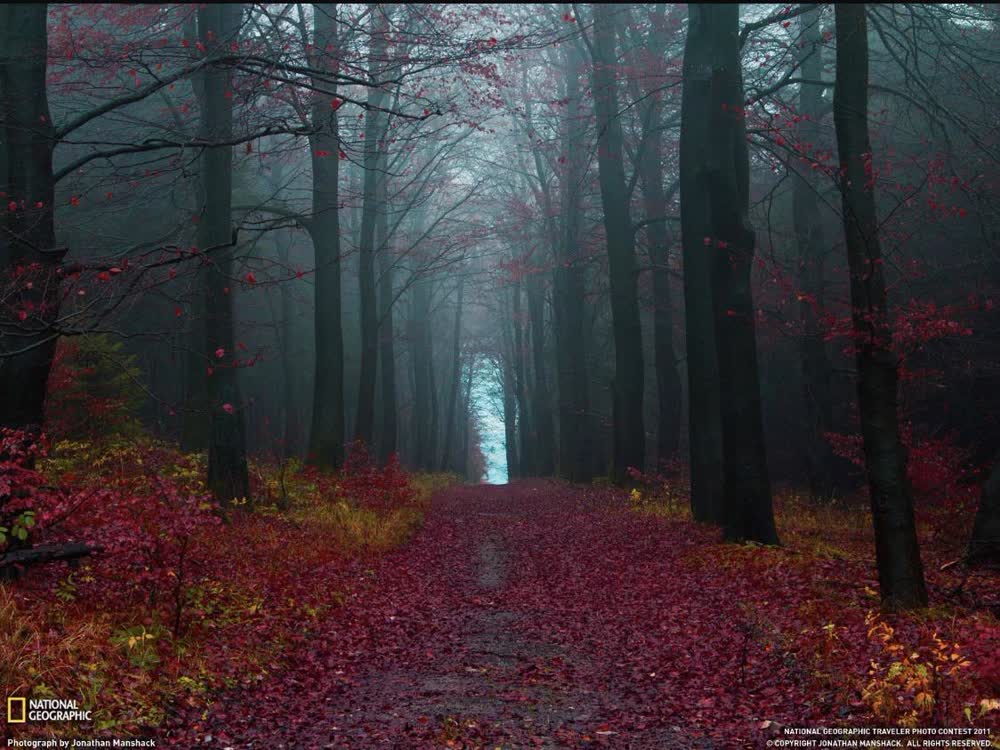 The Black Forest, Germany