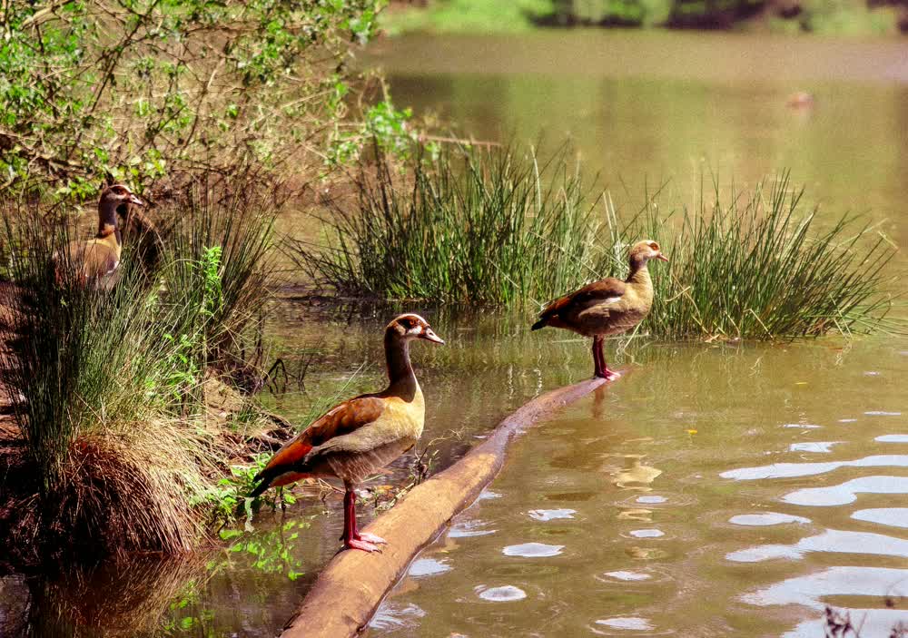 Birds at Lake Kariba